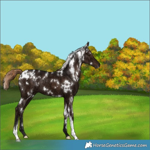 Horse Color:White Spotted Liver Chestnut Ice 