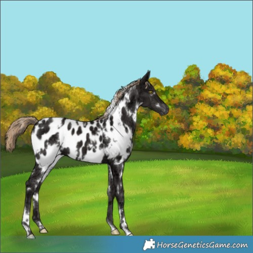 Horse Color:White Spotted Liver Chestnut Ice Appaloosa 