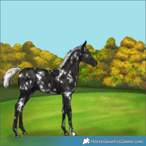 Horse Color:White Spotted Liver Chestnut Ice Mushroom 