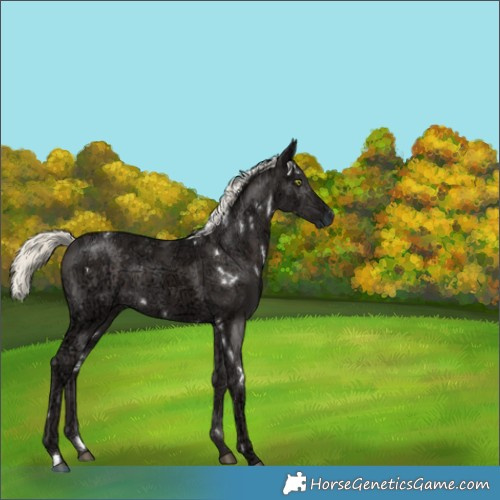 Horse Color:White Spotted Liver Chestnut Ice Mushroom 