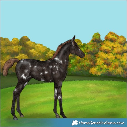 Horse Color:White Spotted Liver Chestnut Ice 