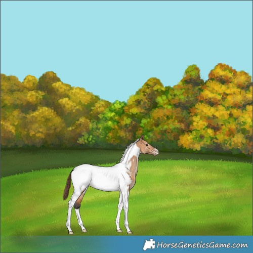 Horse Color:Bay Dun Tobiano Appaloosa 