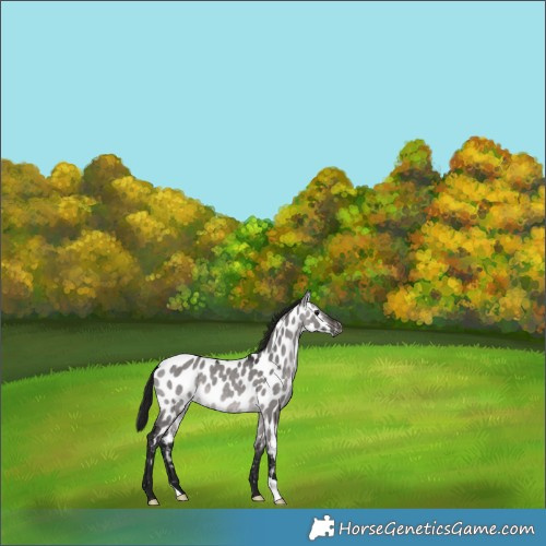 Horse Color:Gray Platinum Brown Dun Appaloosa 