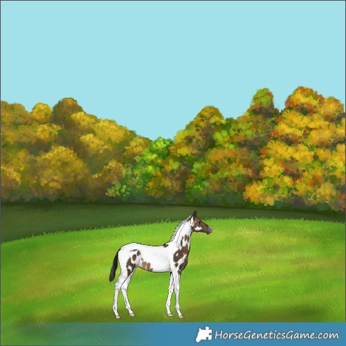 Horse Color:Gray Bay Dun Tobiano Appaloosa 