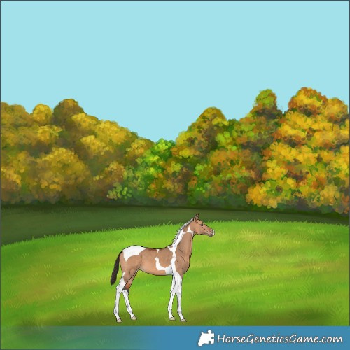 Horse Color:Bay Dun Tobiano 