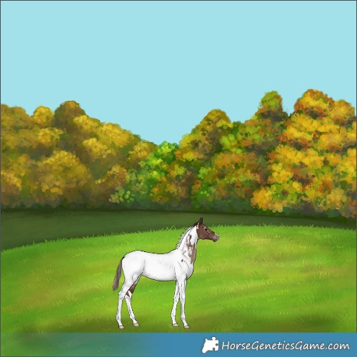 Horse Color:Gray White Spotted Chocolate Brown Dun Tobiano Appaloosa Rabicano 