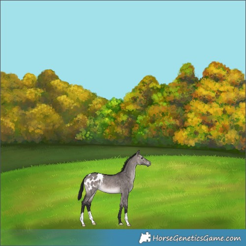 Horse Color:Gray Platinum Bay Dun Appaloosa 