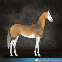 Horse Color:Buckskin Splash 