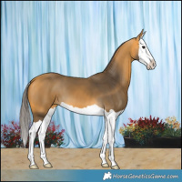 Horse Color:Buckskin Splash 