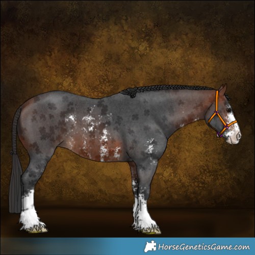 Horse Color:Bay Sabino 