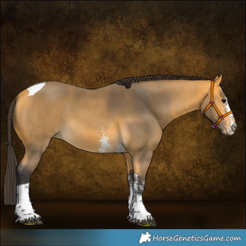Horse Color:Buckskin Sabino Tobiano 