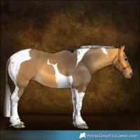 Horse Color:Buckskin Tobiano 