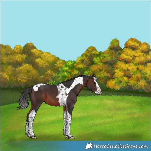 Horse Color:Brown Splash Tobiano 