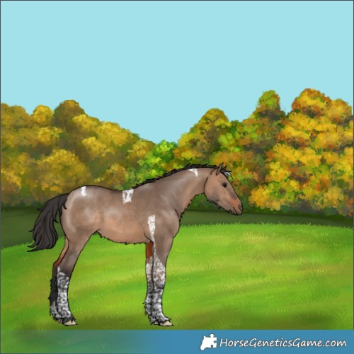 Horse Color:Brown Dun Tobiano 