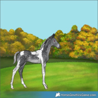 Horse Color:Silver Black Chinchilla Tobiano 