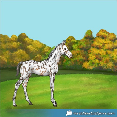 Horse Color:Buckskin Leopard Rabicano 