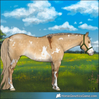 Horse Color:White Spotted Chocolate Palomino Dun Sabino Rabicano