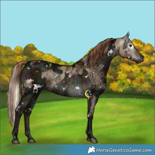 Horse Color:Gray White Spotted Liver Red Dun Ice Mushroom Rabicano and Gray White Spotted Midnight Liver Red Dun Ice