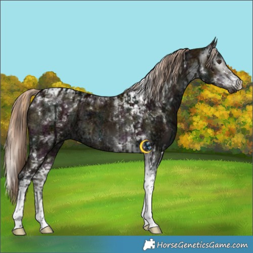 Horse Color:Midnight Liver Red Dun Ice Splash Rabicano and Gray Midnight Liver Red Dun Ice Tobiano Brindle