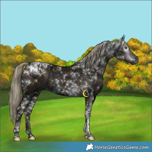 Horse Color:Gray Midnight Liver Red Dun Ice Mushroom Tobiano 