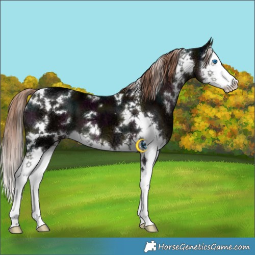 Horse Color:White Spotted Midnight Liver Chestnut Ice Splash