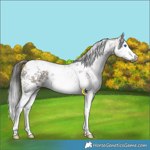 Horse Color:Gray Liver Red Dun Ice Splash Tobiano Rabicano 