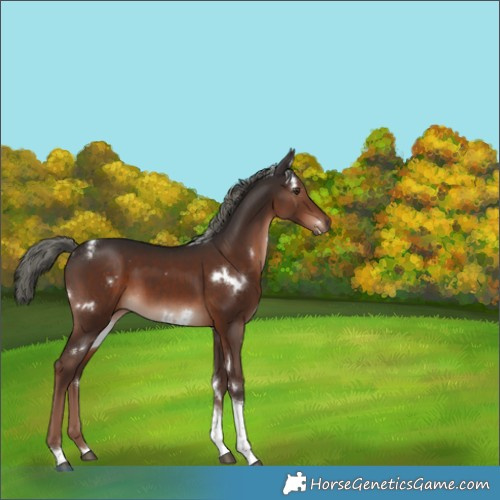 Horse Color:White Spotted Liver Chestnut Mushroom Tobiano 