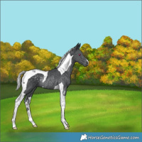 Horse Color:Silver Black Chinchilla Tobiano Rabicano 
