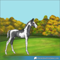Horse Color:White Spotted Silver Black Chinchilla Tobiano Rabicano 