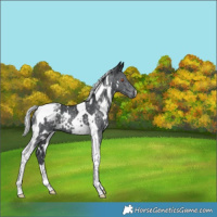 Horse Color:White Spotted Silver Black Chinchilla Tobiano Rabicano 