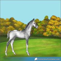 Horse Color:Silver Blue Onyx Chinchilla Tobiano Rabicano