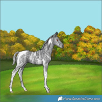 Horse Color:Silver Black Chinchilla Ice Tobiano Rabicano 