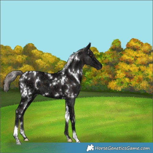 Horse Color:White Spotted Liver Chestnut Ice Mushroom 