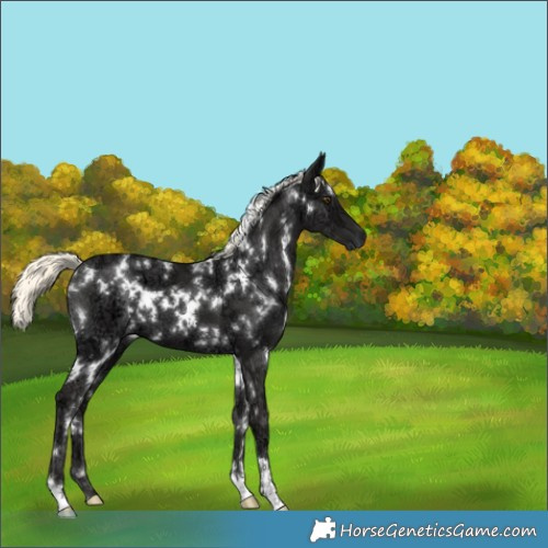 Horse Color:White Spotted Liver Chestnut Ice Mushroom 