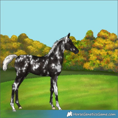 Horse Color:White Spotted Liver Chestnut Ice Mushroom 