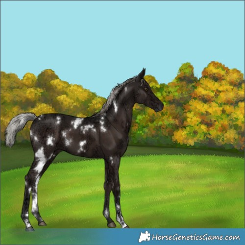 Horse Color:White Spotted Liver Chestnut Ice Mushroom 