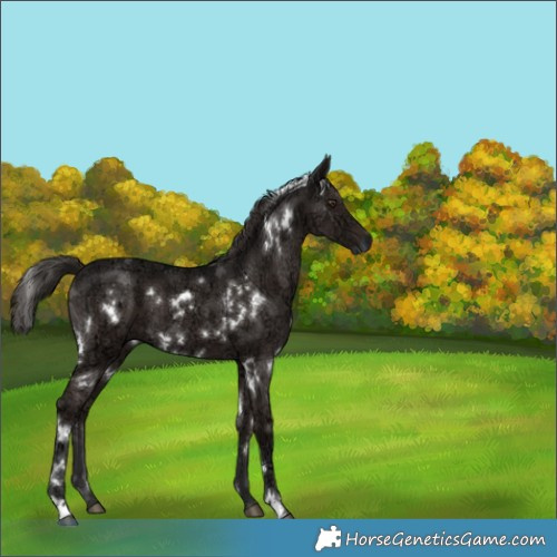 Horse Color:White Spotted Liver Chestnut Ice 