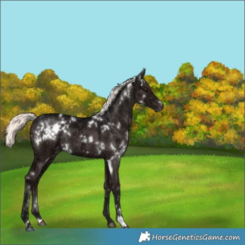 Horse Color:White Spotted Liver Chestnut Ice Mushroom 