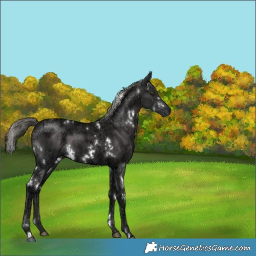 Horse Color:White Spotted Liver Chestnut Ice Mushroom 