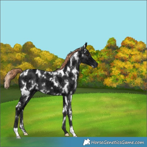 Horse Color:White Spotted Liver Chestnut Ice 