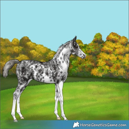 Horse Color:White Spotted Liver Chestnut Ice Mushroom 