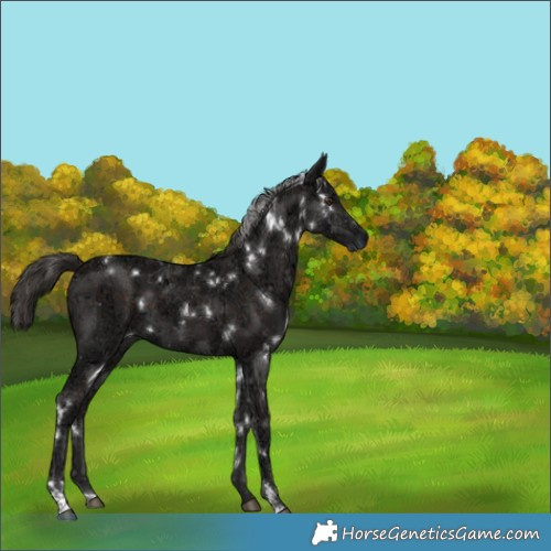 Horse Color:White Spotted Liver Chestnut Ice 