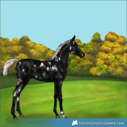 Horse Color:White Spotted Midnight Liver Chestnut Ice Mushroom 