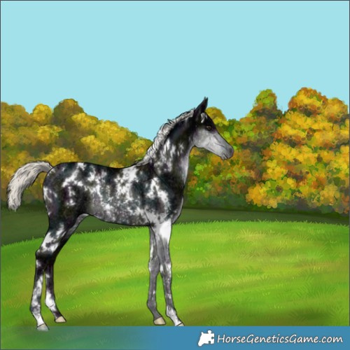 Horse Color:White Spotted Midnight Liver Chestnut Ice Mushroom Rabicano 
