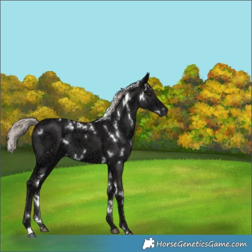 Horse Color:White Spotted Liver Chestnut Ice Mushroom 