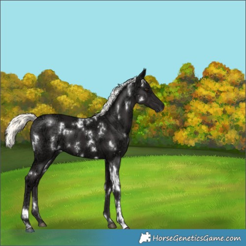 Horse Color:White Spotted Liver Chestnut Ice Mushroom 