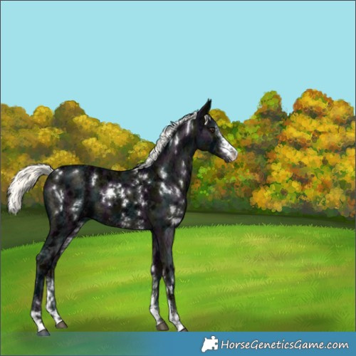 Horse Color:White Spotted Midnight Liver Chestnut Ice Mushroom Sabino 