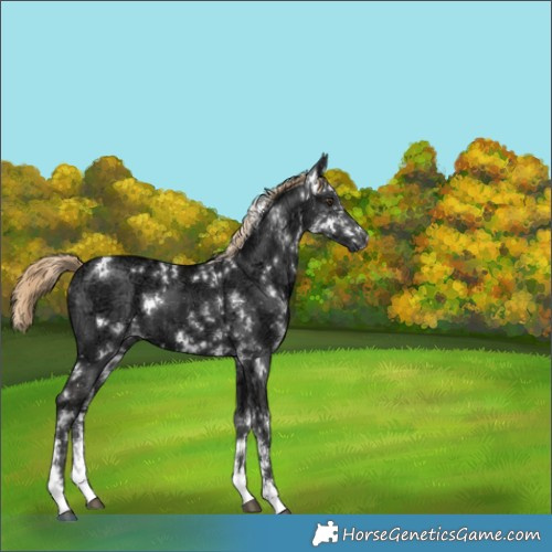 Horse Color:White Spotted Liver Chestnut Ice 