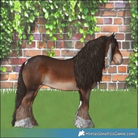 Horse Color:Liver Chestnut Tobiano 