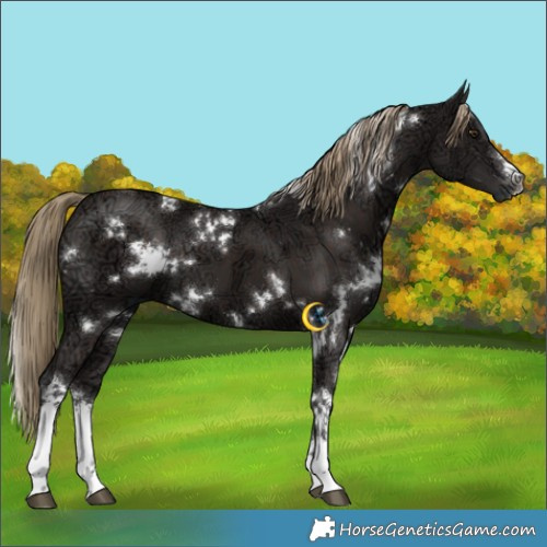 Horse Color:White Spotted Liver Chestnut Ice 